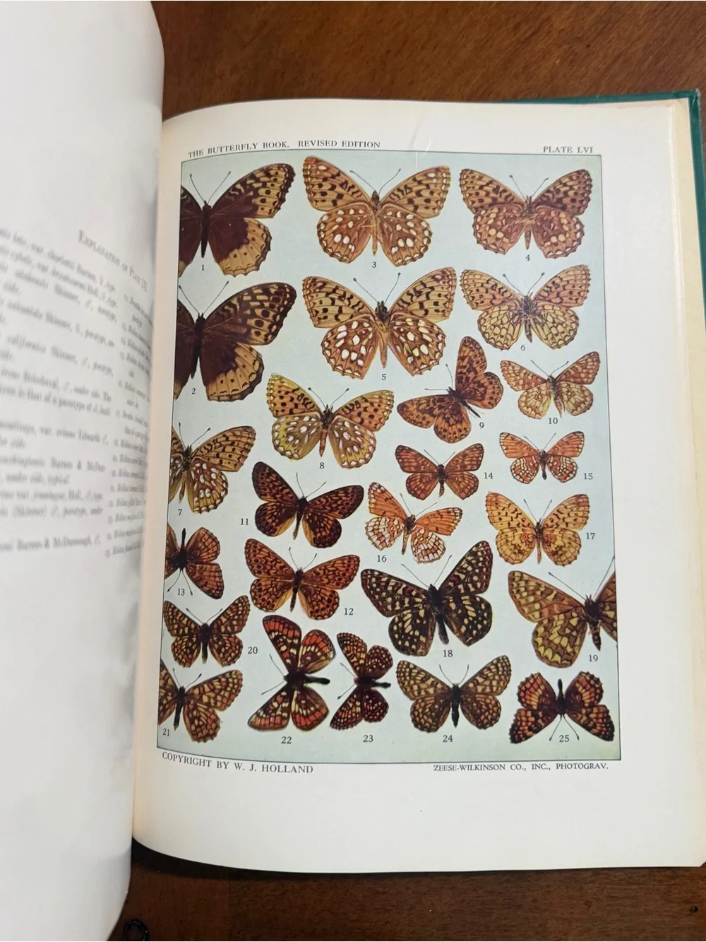 The Butterfly Book by - Teal Clothbound Coffee Table Book